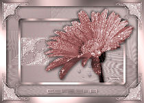 Gerbera